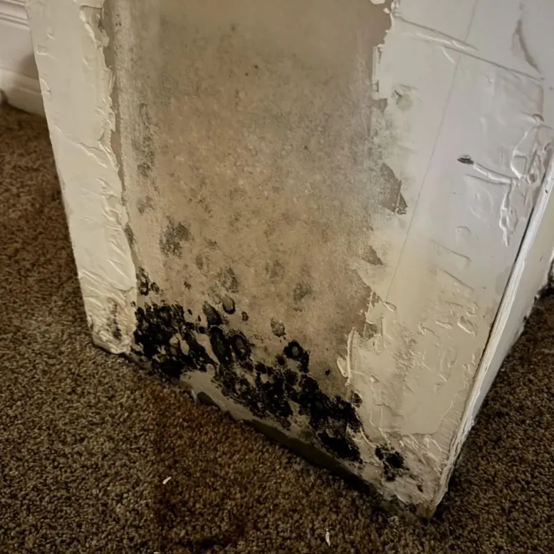 Professional Mold Removal in Roane County, TN